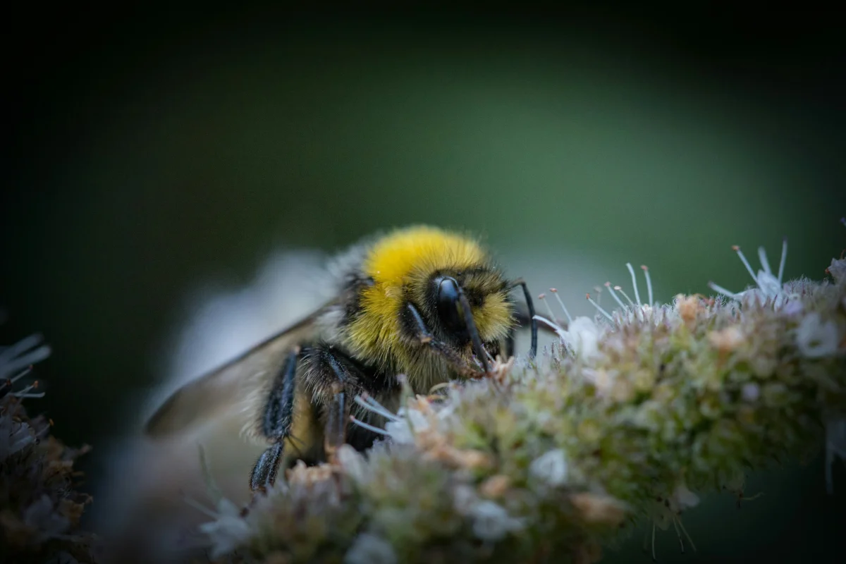 Auditing Developer Machines for Supply Chain Exposure with Bumblebee