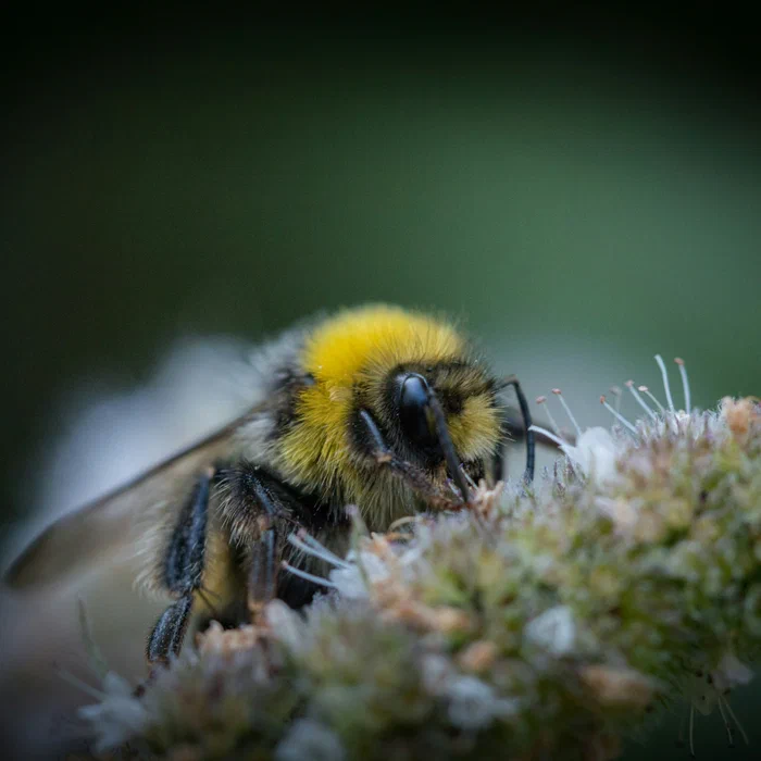 Auditing Developer Machines for Supply Chain Exposure with Bumblebee