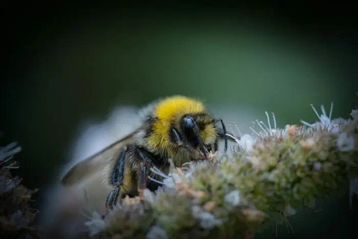 Auditing Developer Machines for Supply Chain Exposure with Bumblebee