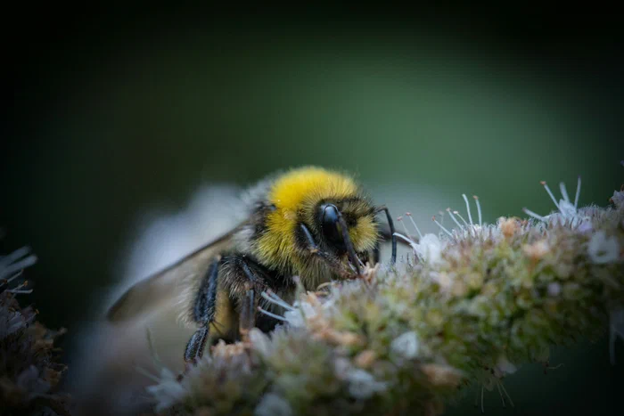 Auditing Developer Machines for Supply Chain Exposure with Bumblebee